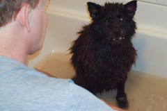 Frank Miles gives his dog a bath